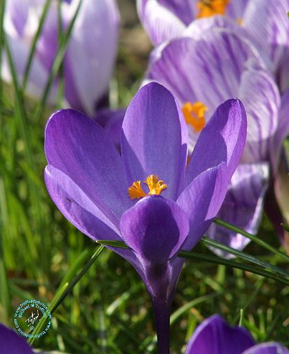 Crocus 8P076D-10.JPG